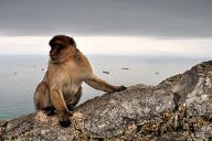 Barbary Macaque at the rock of Gibraltar