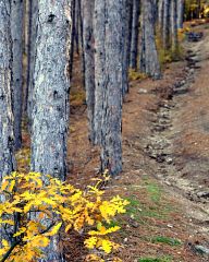 Autumn forest