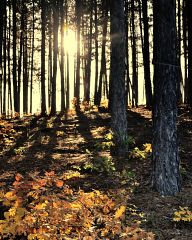 Autumn forest