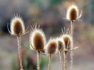 Dry thorns