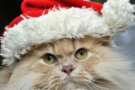 Alexander Puss in Christmas dress