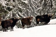 Биволи на снежна Старина край Юндола