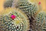 Cactus in Sardina