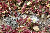 Interesting wildflowers in Gran Canaria