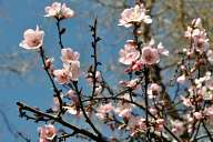 Spring blossom in Madrid