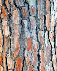 Mediterranean pine bark