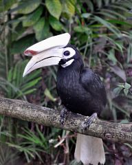 Hornbill