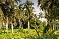 Somewhere on the island of Palawan