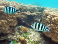 Snorkelling in the sea