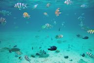 Snorkelling in the sea