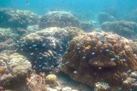 Coral reefs