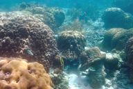 Coral reefs