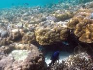 Coral reefs