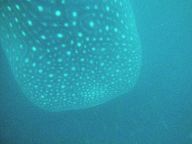 Whale shark