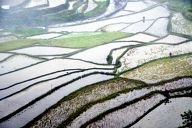 Rice terraces