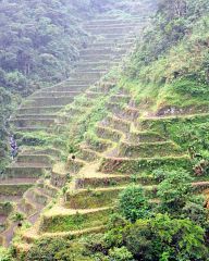 Rice terraces