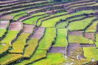 Rice terraces