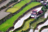 Rice terraces