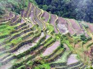 Rice terraces