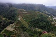 Rice terraces