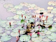 Water Lilies