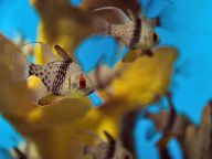 Aquarium in Manila