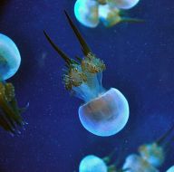 Светло сини медузи