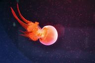 Orange jellyfish