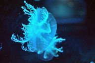 Light blue jellyfish