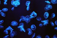 Blue jellyfish