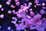 Лилави медузи
