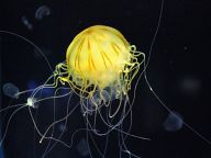 Yellow jellyfish