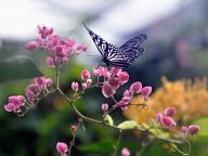 Butterfly Park Kuala Lumpur