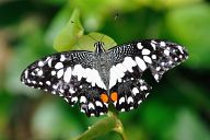 Butterfly Park Kuala Lumpur