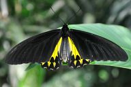 Пеперуди в парка на Куала Лумпур