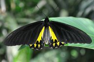 Butterfly Park Kuala Lumpur