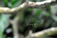 Butterfly Park Kuala Lumpur