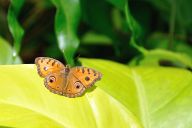 Butterfly Park Kuala Lumpur