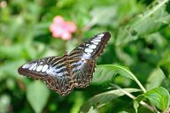 Butterfly Park Kuala Lumpur