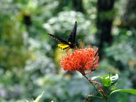 Butterfly Park Kuala Lumpur