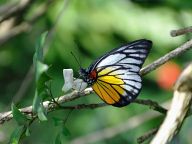 Butterfly Park Kuala Lumpur