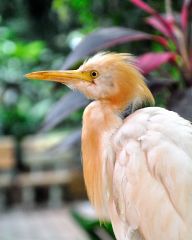 Birds in the park Kuala Lumpur