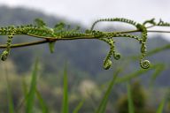 Fern from Fraser Hill