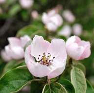 Blossoming trees