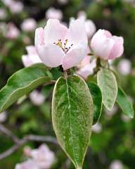 Blossoming trees