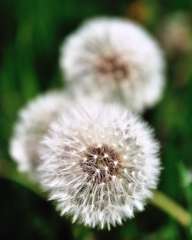 Dandelion