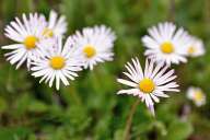 Wild daisies