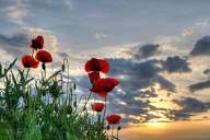 Poppies in the field