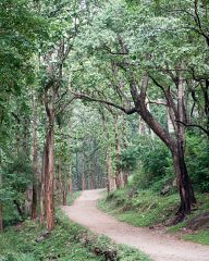 Forest in Siruvani Water Falls