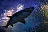 Акула в аквариума “Форум”